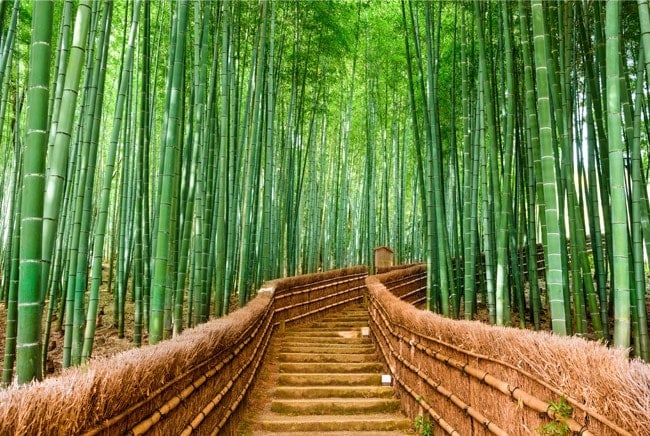 1.400+ Escaleras De Bambú Fotografías de stock, fotos e imágenes