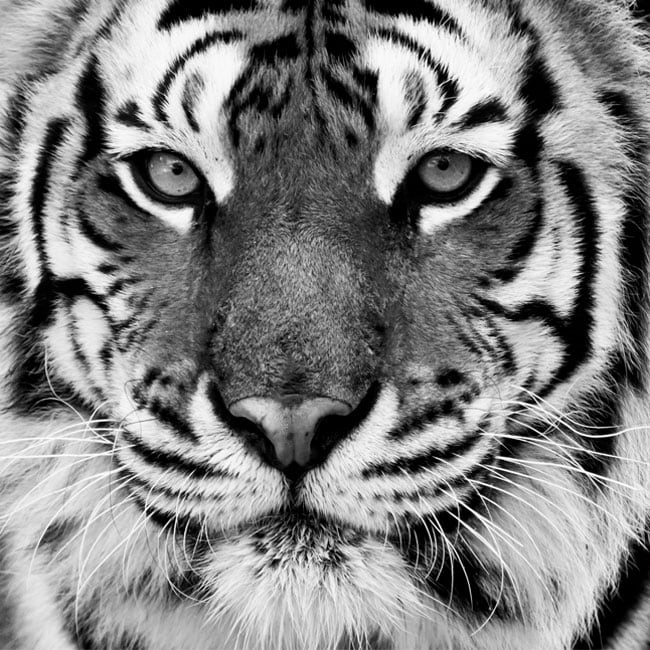 Privacidad Laminas Vinilo Ventana Cristal Pegatina Tigre Animal