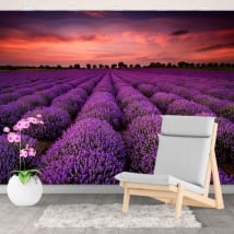 Fotomurales de vinilo atardecer en el campo de lavanda