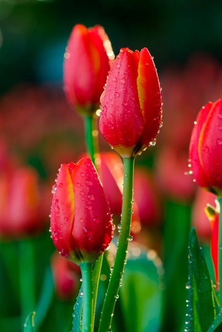 Vinilo decorativo flores tulipanes para espejo